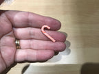 Magic Candy Cane